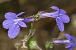 Southern lobelia